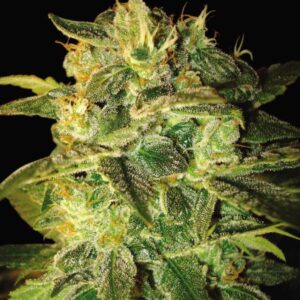 7 UND FEM - SUGAR MANGO RYDER (AUTOFLOWERING C.) * WORLD OF SEEDS 7 UND FEMINIZADAS