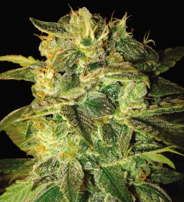 7 UND FEM - SUGAR MANGO RYDER (AUTOFLOWERING C.) * WORLD OF SEEDS 7 UND FEMINIZADAS