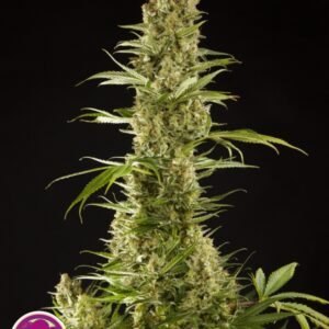 25 UND FEM - SUGARPOP * PHILOSOPHER SEEDS 25 UND FEMINIZADAS