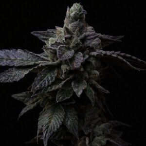 10 UND REG - SUGUZ * R-KIEM SEEDS 10 UND REGULARES