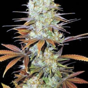 5 UND FEM - SUNMANGO * BULK SEED 5 UND FEM