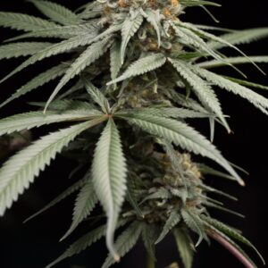 5 UND FEM - SUNRISE SHERBERT  * HUMBOLDT SEEDS 5 UND FEMINIZADAS