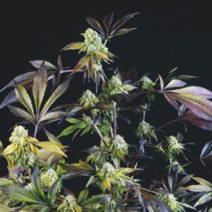 5 UND FEM - SUNSET SHERBET * PYRAMID SEEDS FEMINIZADA 5 UND