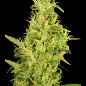 6 UND FEM - SUNSHINE * HOUSE OF THE GREAT GARDENER FEMINIZADA 6 UND