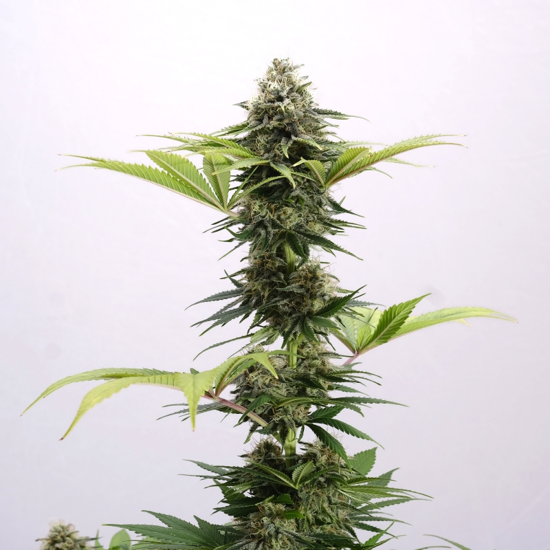 5x100 UND FEM - SUPER AK * KANNABIA 500 UND FEMINIZADAS