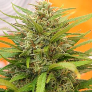 10 UND FEM - SUPER AK * KANNABIA 10 UND FEMINIZADAS