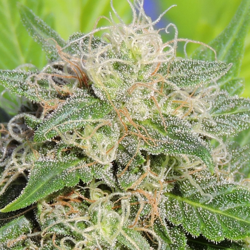 3 UND FEM - SUPER AUTO LEMON HAZE * ORIGINAL SENSIBLE 3 UND FEMINIZADAS