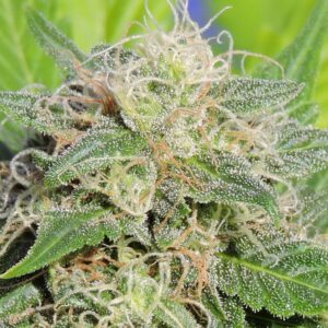 10 UND FEM - SUPER AUTO LEMON HAZE * ORIGINAL SENSIBLE 10 UND FEMINIZADAS