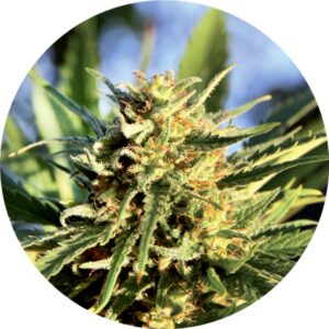 10 UND REG - SUPER AUTO TAO * TOP TAO SEEDS 10 UND REGULARES