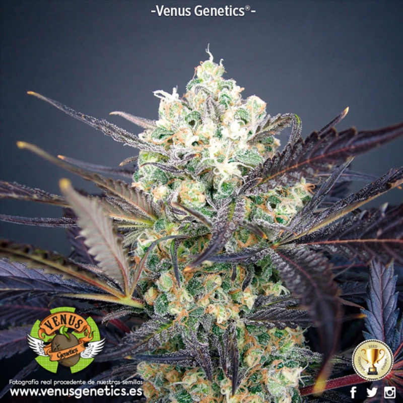 5 UND FEM - SUPER CHEESE HAZE * VENUS GENETIC 5 UND FEMINIZADAS