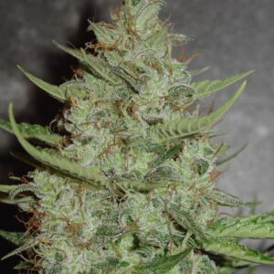 3 UND FEM - SUPER CRYSTAL * HOMEGROWN FANTASEEDS 3 UND FEMINIZADAS