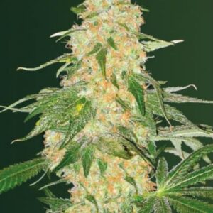 3 UND FEM - SUPER EXTRA  SKUNK * VICTORY SEEDS FEMINIZADA 3 UND