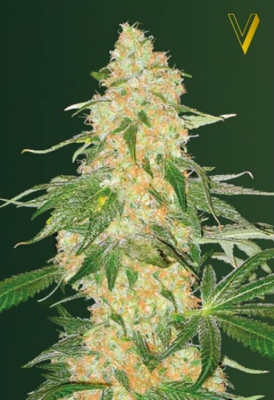 3 UND FEM - SUPER EXTRA  SKUNK * VICTORY SEEDS FEMINIZADA 3 UND