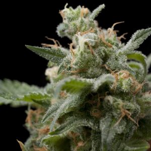 5 UND FEM - SUPER HASH * PYRAMID SEEDS 5 UND FEMINIZADAS