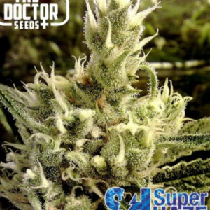 10 UND FEM - SUPER HAZE * THE DOCTOR SEEDS 10 UND FEMINIZADAS