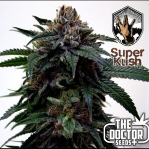 5 UND FEM - SUPER KUSH * THE DOCTOR SEEDS 5 UND FEMINIZADAS