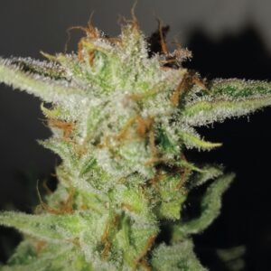 3 UND FEM - SUPER LARRY OG * EXCLUSIVE SEEDS 3 UND FEM