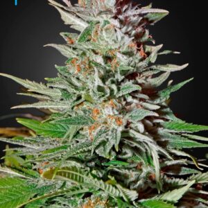 10 UND FEM - SUPER LEMON HAZE AUTO * GREEN HOUSE 10 UND FEMINIZADAS