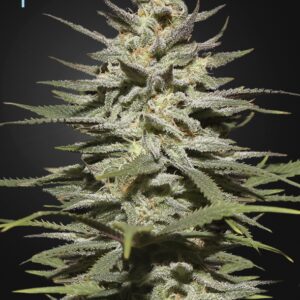 3 UND FEM - SUPER LEMON HAZE CBD * GREEN HOUSE 3 UND FEMINIZADAS
