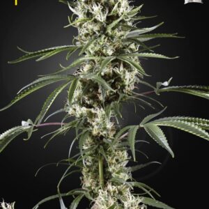 5 UND FEM - SUPER LEMON HAZE * GREEN HOUSE 5 UND FEMINIZADAS