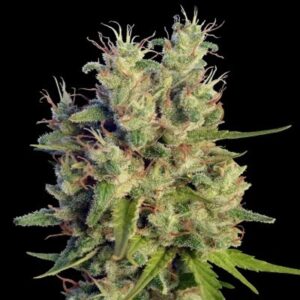 1 UND FEM - SUPER MALAWI HAZE * ACE SEEDS 1 UND FEMINIZADA
