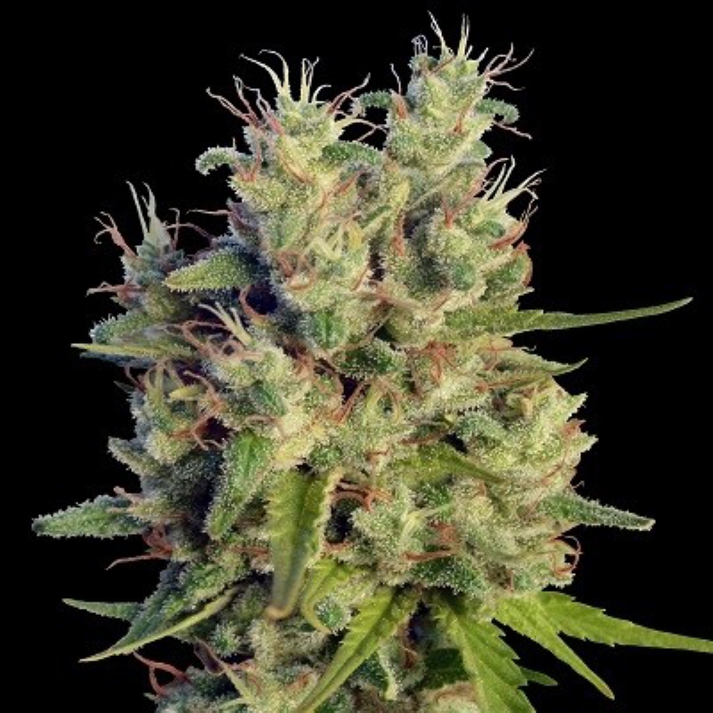 10 UND REG - SUPER MALAWI HAZE* ACE SEEDS 10 UND REGULARES
