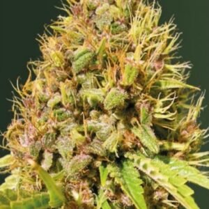 3 UND FEM - SUPER MAZAR * VICTORY SEEDS FEMINIZADA 3 UND