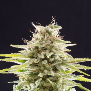 5 UND FEM - SUPER OG KUSH * KANNABIA 5 UND FEMINIZADAS