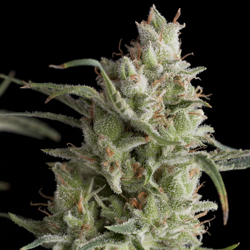 3 UND FEM - SUPER OG KUSH * PYRAMID SEEDS FEMINIZADA 3 UND