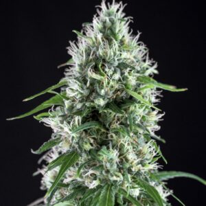 1 UND FEM - SUPER SILVER BILBO * GENEHTIK SEEDS 1 UND FEMINIZADA