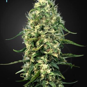 5 UND FEM - SUPER SILVER HAZE CBD * GREEN HOUSE 5 UND FEMINIZADAS