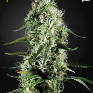 1 UND FEM - SUPER SILVER HAZE * GREEN HOUSE 1 UND FEMINIZADAS