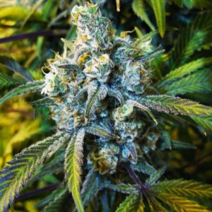 5 UND FEM - SUPER SILVER HAZE * NIRVANA 5 UND FEMINIZADAS