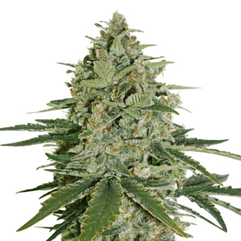 1 UND FEM - SUPER SKUNK AUTO * SEEDSTOCKERS FEMINIZADA 1 UND