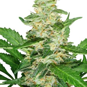 5 UND FEM - SUPER SKUNK AUTOMATIC * SENSI SEEDS 5 UND FEMINIZADAS