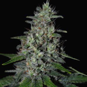 5 UND FEM - SUPER SKUNK * G13 LABS SEEDS 5 FEMINIZADAS