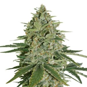 1 UND FEM - SUPER SKUNK * SEEDSTOCKERS FEMINIZADA 1 UND