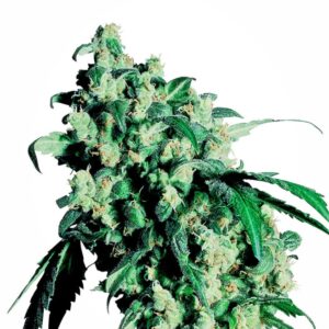 25 UND FEM - SUPER SKUNK ﾮ * SENSI SEEDS FEMINIZADA 25 UND FEM