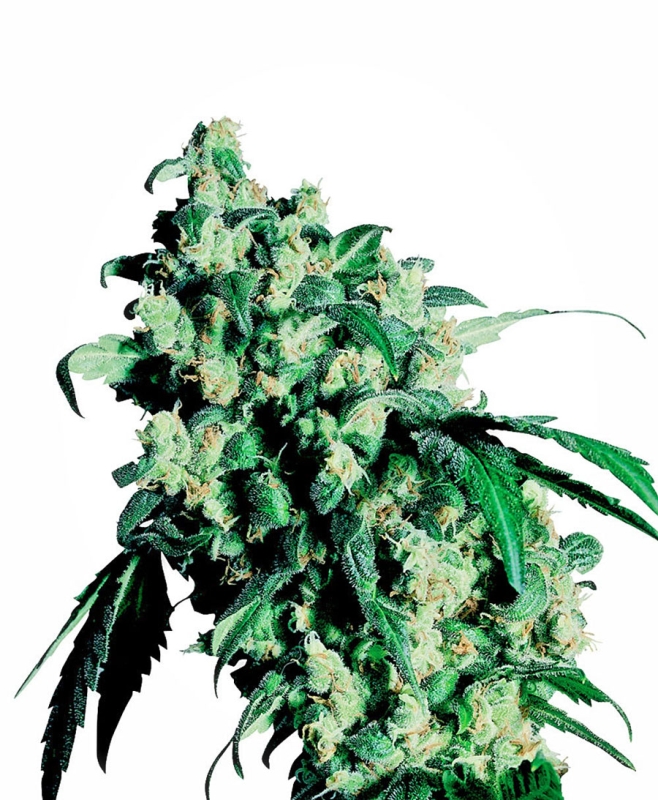 25 UND FEM - SUPER SKUNK ﾮ * SENSI SEEDS FEMINIZADA 25 UND FEM
