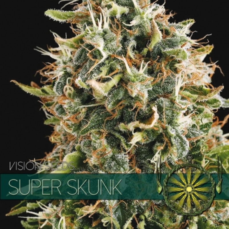 5 UND FEM - SUPER SKUNK * VISION SEEDS 5 UND FEMINIZADAS