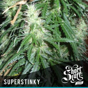 5 UND FEM - SUPER STINKY (SUPER AUTO) * SHORT STUFF SEEDS FEM 5 UND