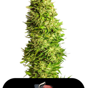 10 UND FEM - SUPER X KUSH * US SKUNKX SEEDS 10 UND FEMINIZADAS