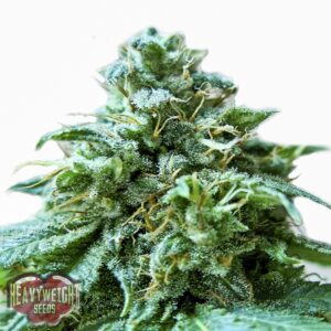 5 UND FEM - SUPERB OG * HEAVYWEIGHT SEEDS 5 UND FEMINIZADAS
