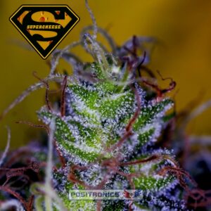 1 UND FEM - SUPERCHEESE  * POSITRONICS 1 UND FEMINIZADA