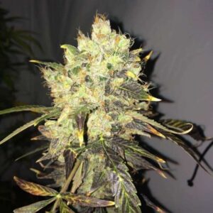 3 UND FEM - SUPREME CBD DURBAN * NIRVANA 3 UND FEMINIZADAS
