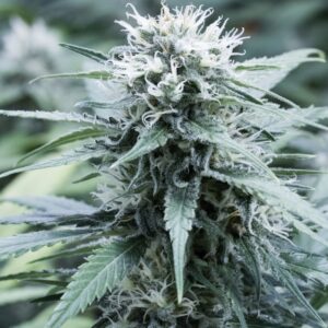 5 UND FEM - SWEET AMNESIA * G13 LABS SEEDS 5 FEMINIZADAS