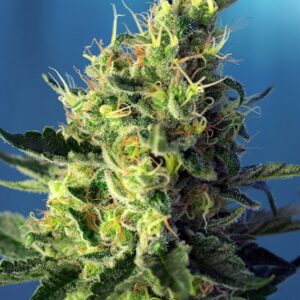 25 UND FEM - SWEET AMNESIA HAZE ﾮ * SWEET SEEDS 25 UND FEMINIZADAS