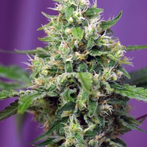 5 UND FEM - SWEET AMNESIA HAZE XL AUTO ? * SWEET SEEDS 5 UND FEMINIZADAS