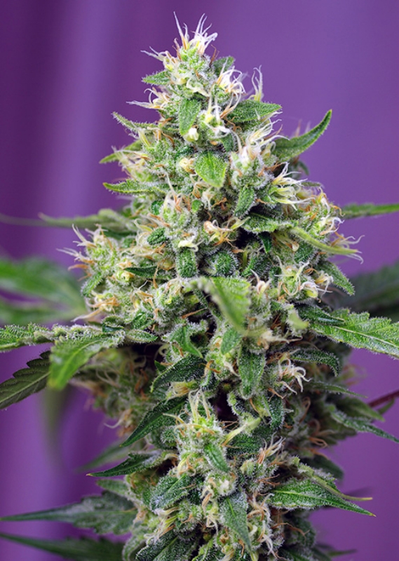 100 UND FEM - SWEET AMNESIA HAZE XL AUTO ﾮ * SWEET SEEDS 100 UND FEMINIZADAS