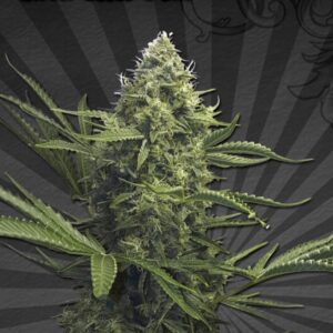 5 UND FEM - SWEET CBD AUTO * AUTO SEEDS 5 UND FEMINIZADAS
